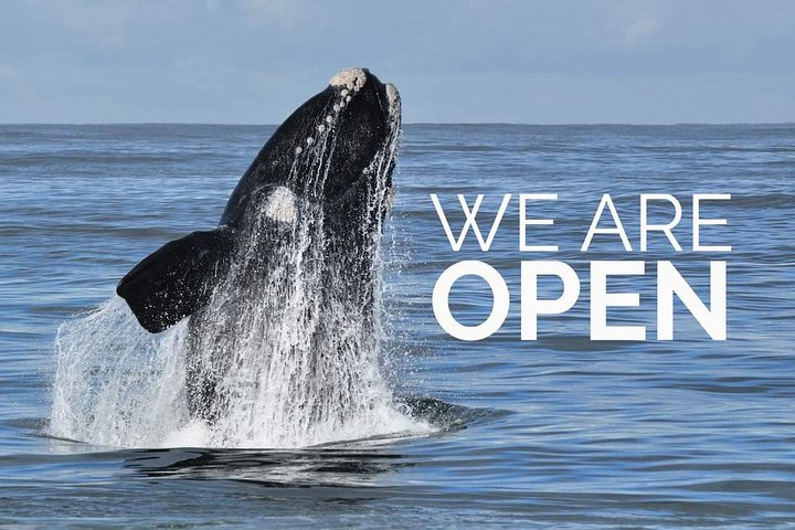 Whale Watching Walking Tours (Land-Based) - from 15th JUNE 2026