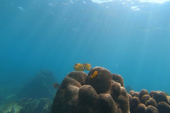 Premium Snorkel Tour to the Bays of Koh Tao onboard the Oxygen