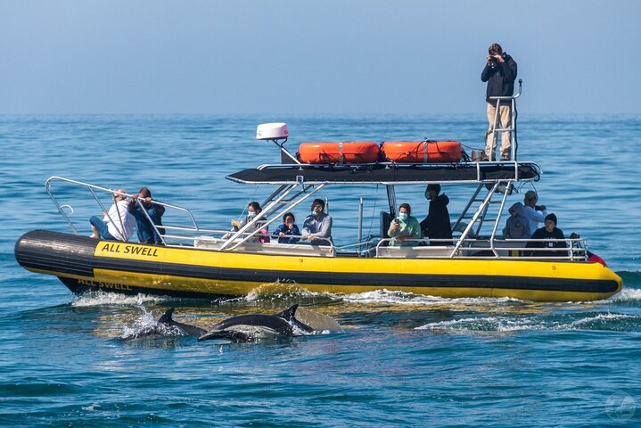 Up-Close Dolphin & Whale Watching Zodiac Adventure in Dana Point