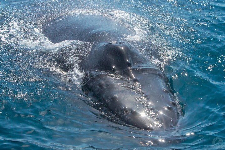 Up-Close Dolphin & Whale Watching Zodiac Adventure in Dana Point