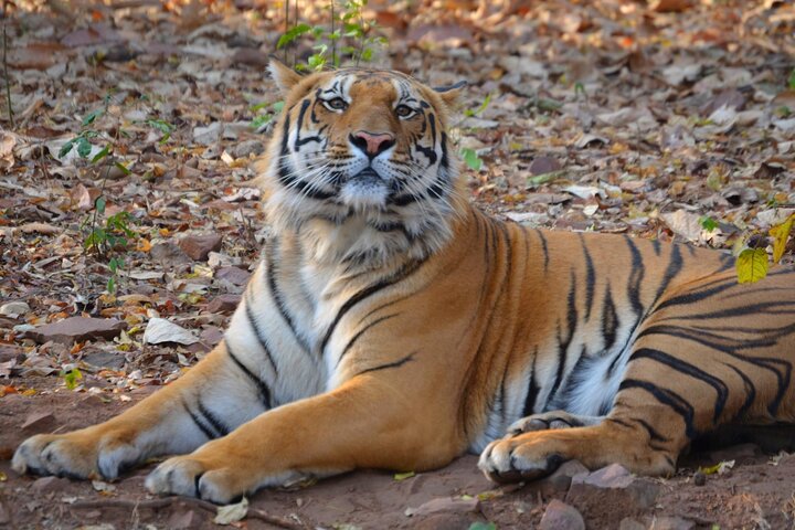 Tiger & Temple