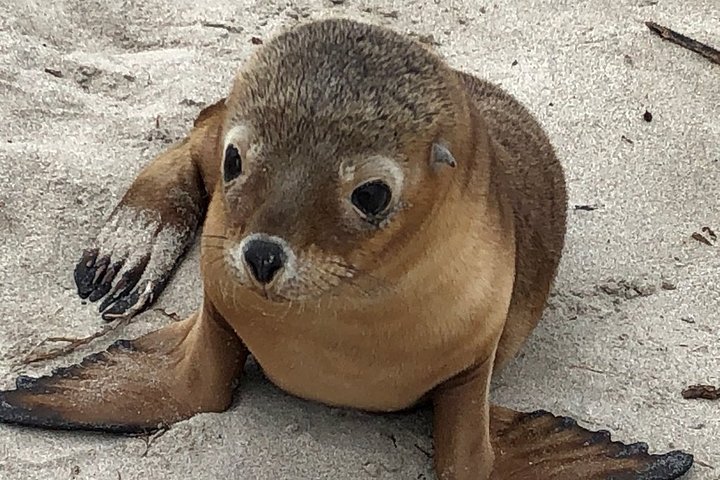 Kangaroo Island Small‑Group Scenic & Wildlife Day Tour