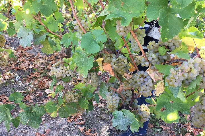 ICONICS Tour: 1/2 day on the Wine Route, visit of 2 Villages + Tasting.