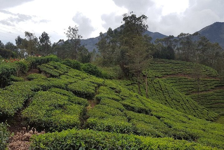 Munnar Tea Trail Tour with Factory Experience ( By Munnar Info)