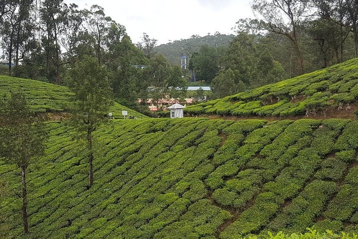 Munnar Tea Trail Tour with Factory Experience ( By Munnar Info)