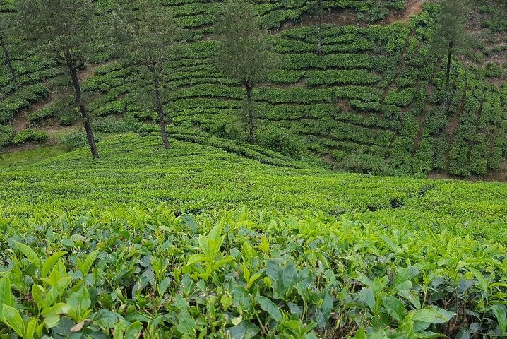 Munnar Tea Trail Tour with Factory Experience ( By Munnar Info)