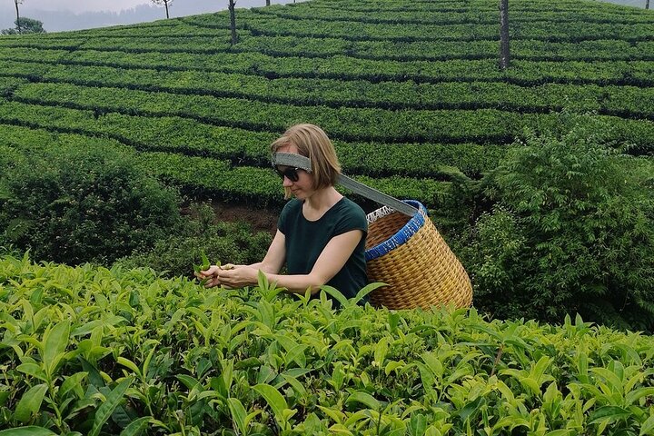Munnar Tea Trail Tour with Factory Experience ( By Munnar Info)