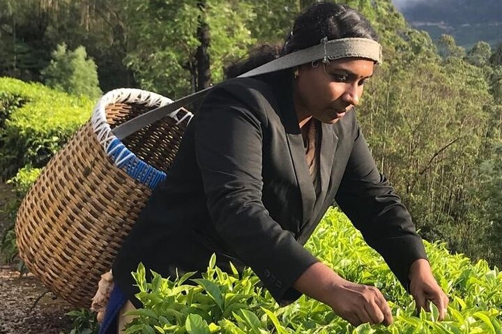 Munnar Tea Trail Tour with Factory Experience ( By Munnar Info)