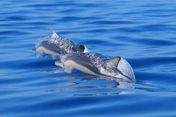 Swim with Wild Dolphins in the Azores