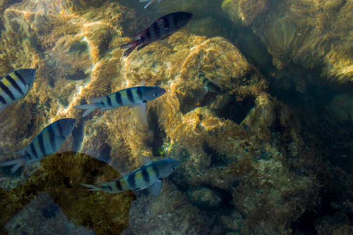 Excursion to Porto de Galinhas in Pernambuco