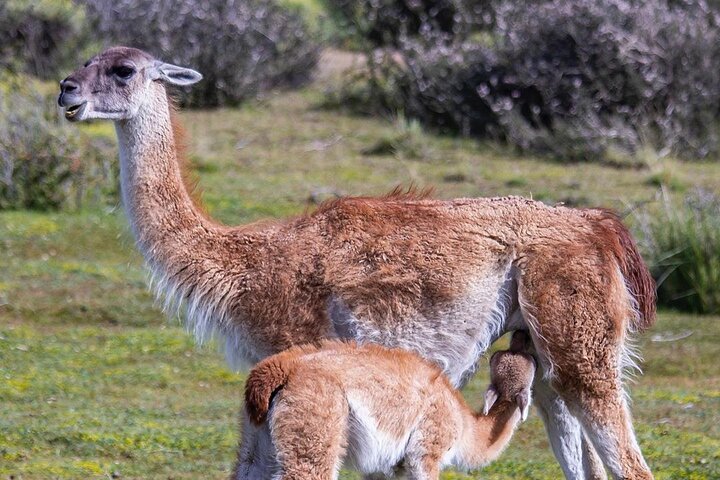 Full Day Torres del Paine Tour from Puerto Natales with Pickup
