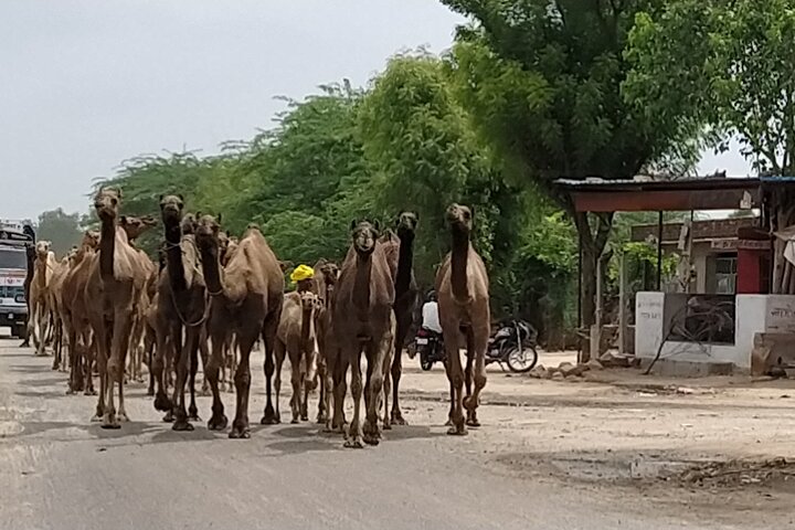 Private Jodhpur Blue City Tour with Hotel Pickup and Drop-off