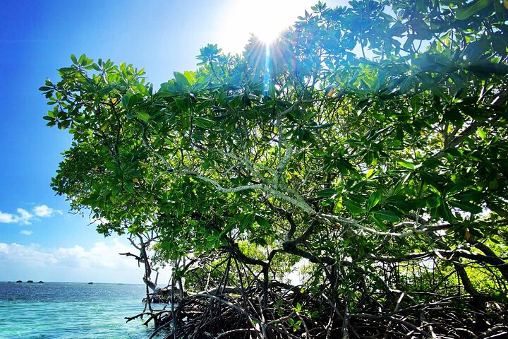 One-day boat trip to the lagoon of Guadeloupe