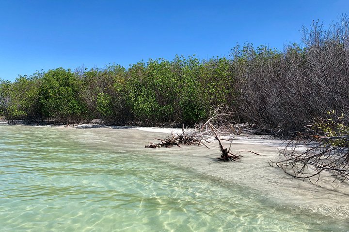 Clear Kayak Tour of Shell Key Preserve and Tampa Bay Area