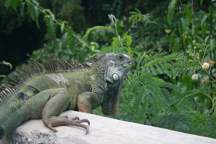 Half Day Tour in Rainforest Zipline Park with Transportation