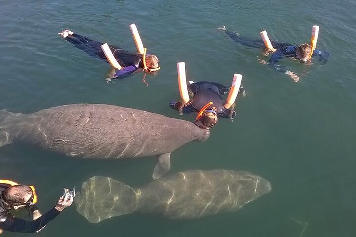 Most Popular 3hr Manatee Swim Tour + In-Water Guide!