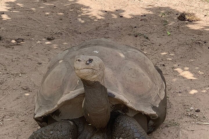 Corsica A Cupulatta Turtle Park Skip the Line Admission Ticket