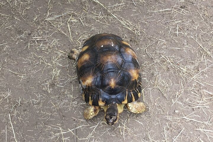Corsica A Cupulatta Turtle Park Skip the Line Admission Ticket