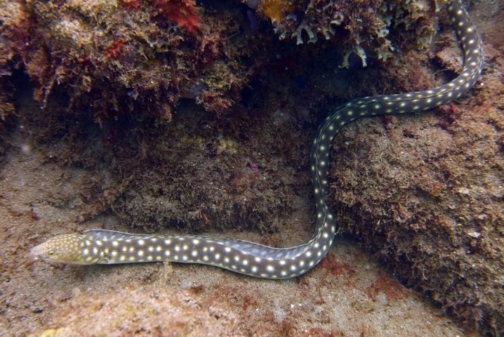 Rincon Snorkeling Adventure