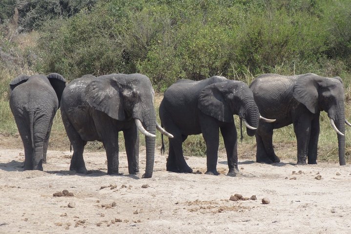 Arusha National Park Private Safari