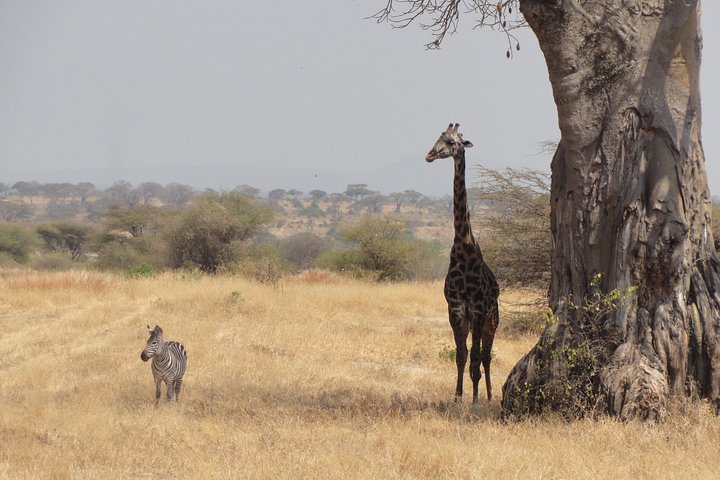 Arusha National Park Private Safari