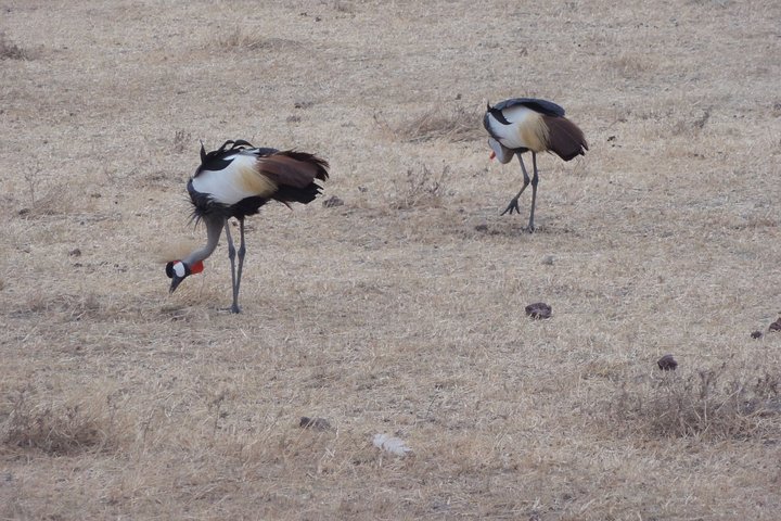 Arusha National Park Private Safari