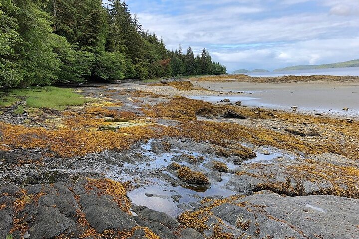 Ketchikan Electric Bike and Rain Forest Hike Ecotour