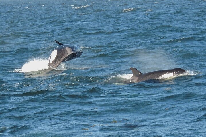 Whale Watching Tour from Anacortes