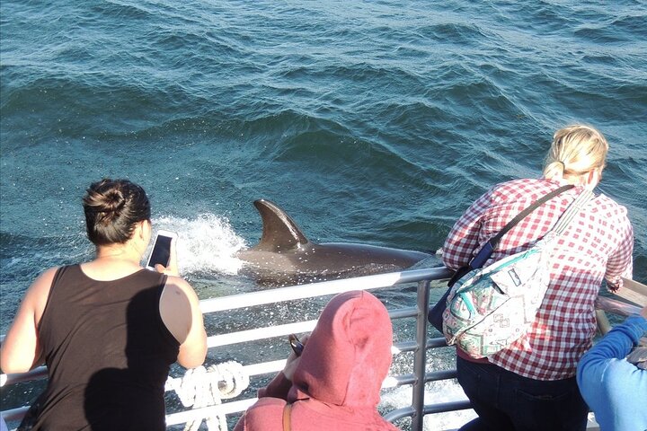 Whale Watching Tour from Anacortes