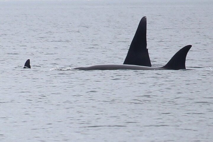 Whale Watching Tour from Anacortes