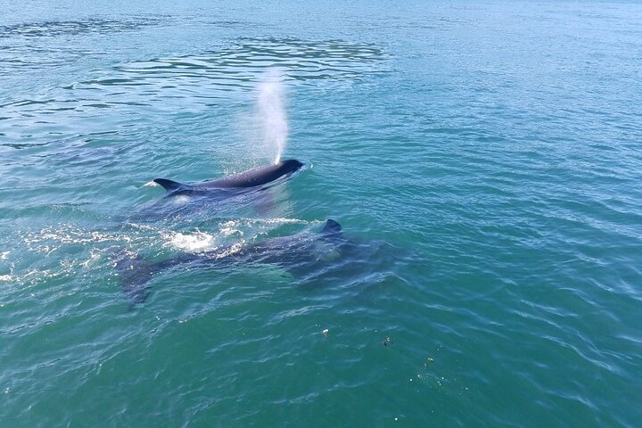 Whale Watching Tour from Anacortes