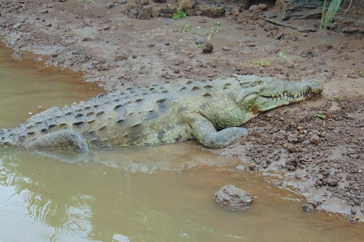 Jungle Crocodile Safari: Tarcoles River Crocodile Tour