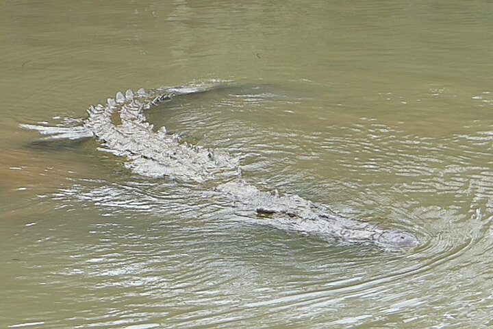Jungle Crocodile Safari: Tarcoles River Crocodile Tour