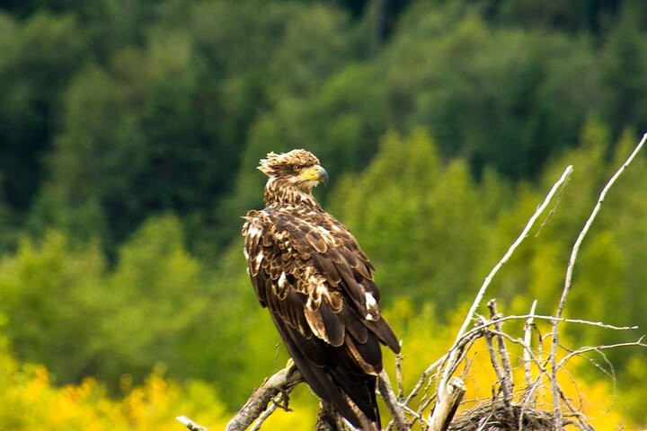 Rafting to Chilkat Bald Eagle Preserve from Haines