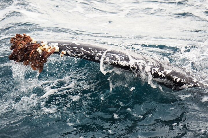 Whale Watching from Augusta in Western Australia