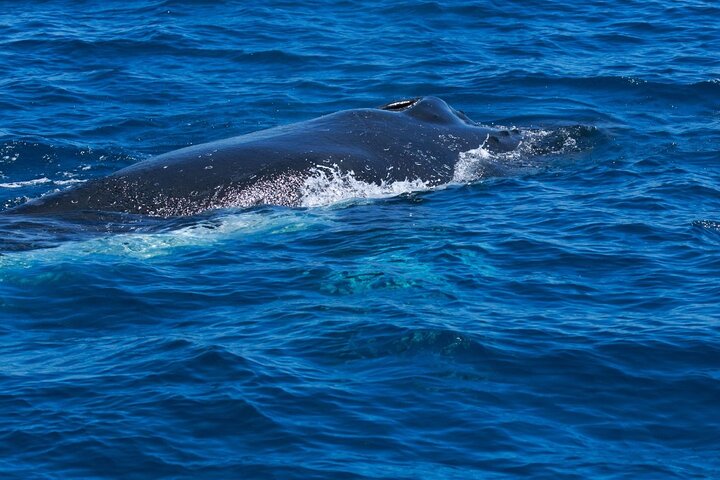 Whale Watching Busselton