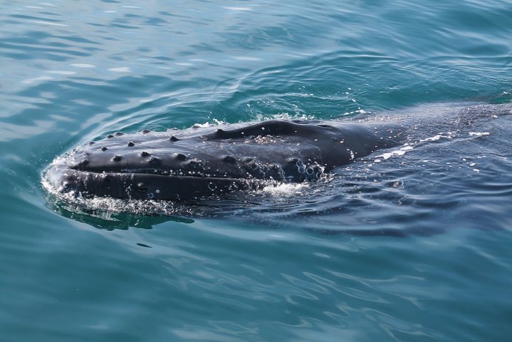 Whale Watching Busselton