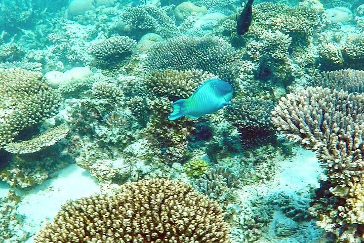 Marine Eco Safari - Swim with Manta Rays