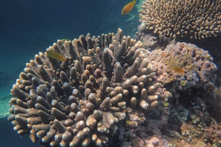 Marine Eco Safari - Swim with Manta Rays