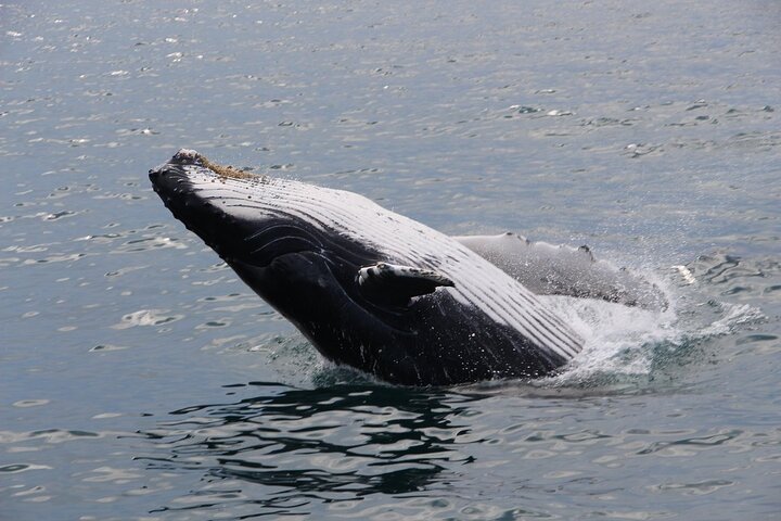 Whale Watching Tour in Gloucester