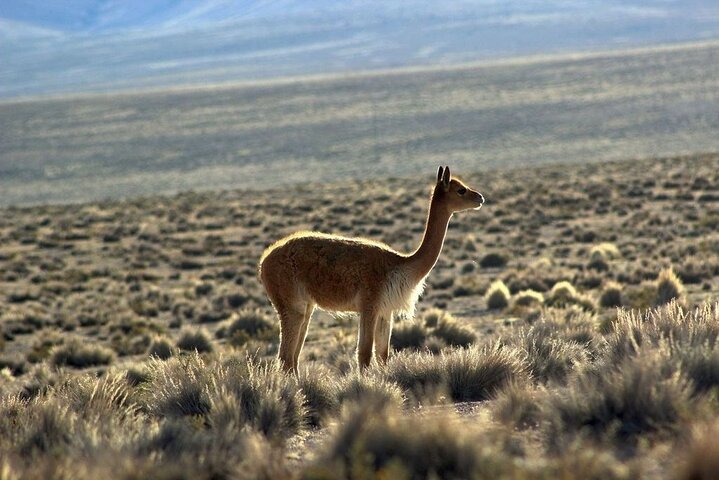 4-Day Atacama Desert Experience with Hotel, Tours & Meals