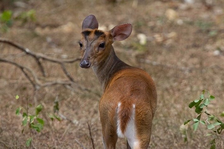 Game Drive Wilpattu National Park : Private Tour