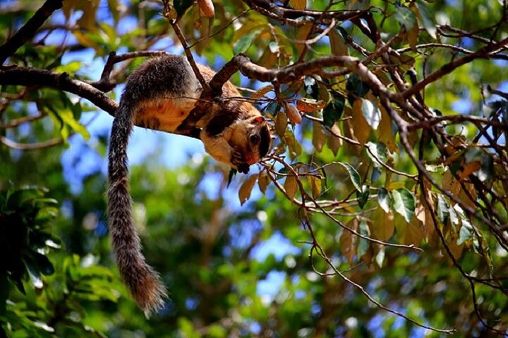 Game Drive Wilpattu National Park : Private Tour