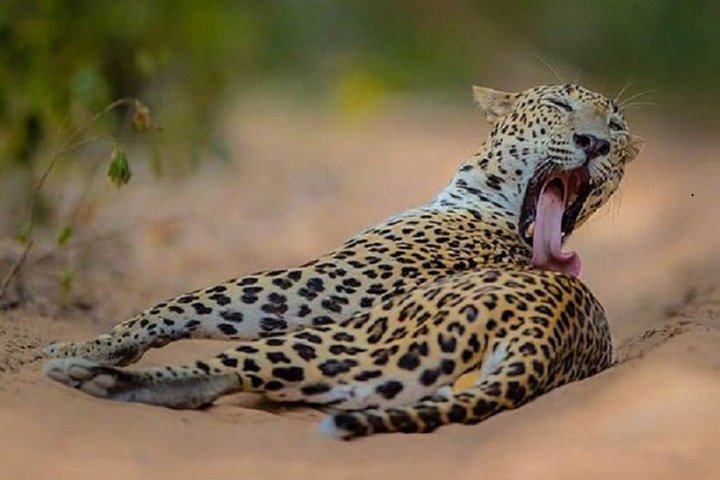 Game Drive Wilpattu National Park : Private Tour