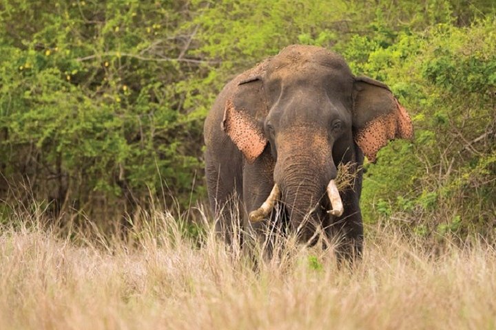 Game Drive Wilpattu National Park : Private Tour
