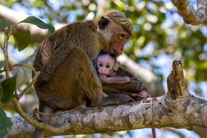 Game Drive Wilpattu National Park : Private Tour