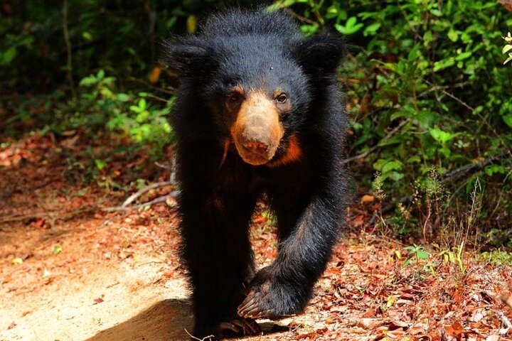 Game Drive Wilpattu National Park : Private Tour