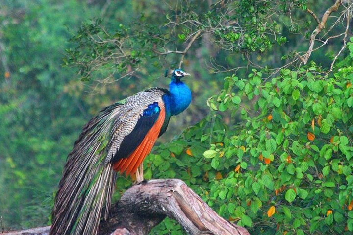 Game Drive Wilpattu National Park : Private Tour