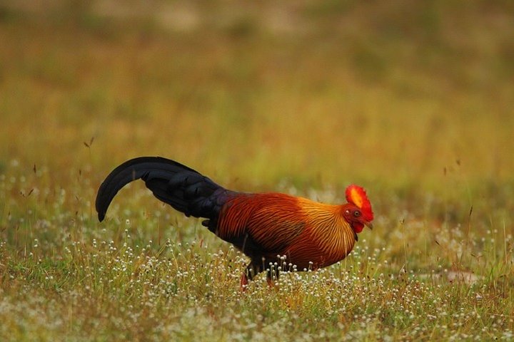 Game Drive Wilpattu National Park : Private Tour