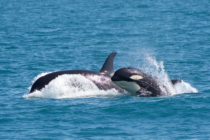 Kenai Fjords National Park Glacier & Wildlife Cruise